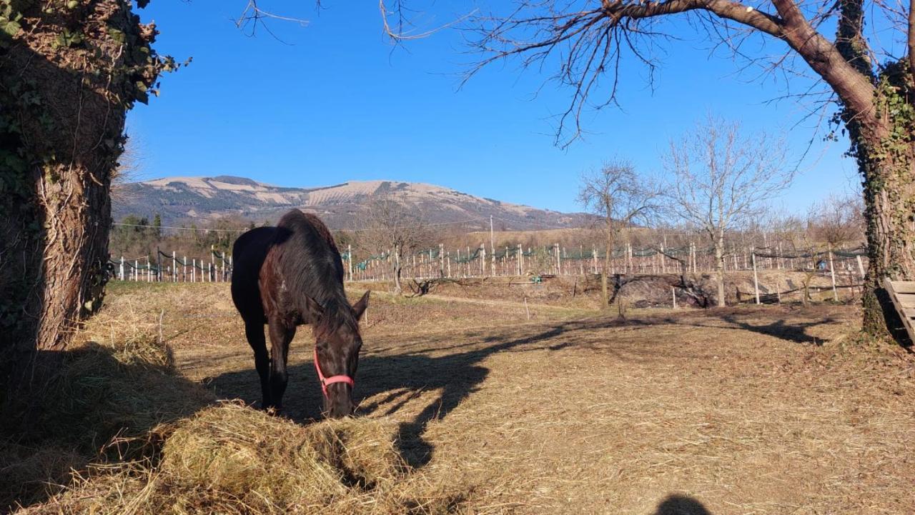 La Caneveta Al Piave Valdobbiadene Eksteriør bilde