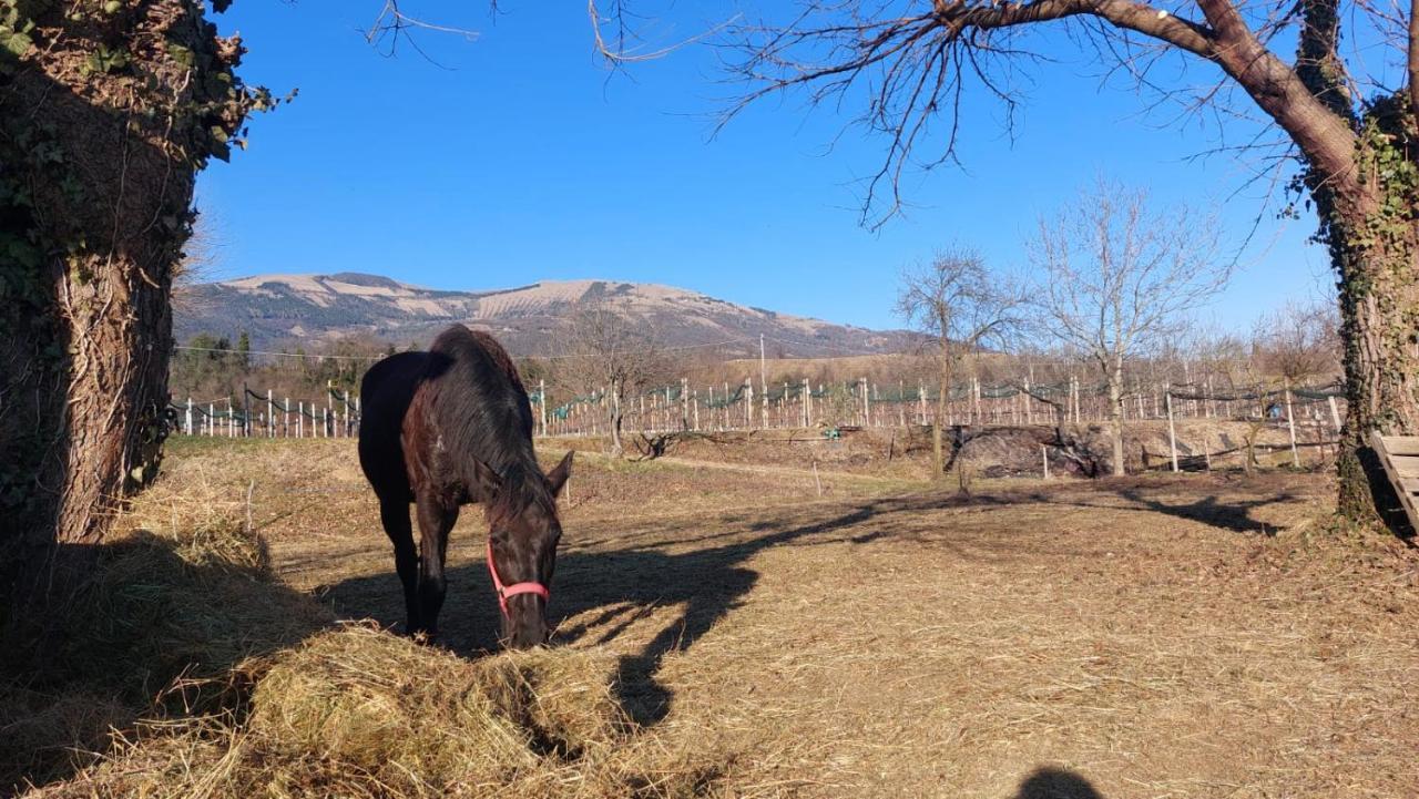 La Caneveta Al Piave Villa Valdobbiadene Eksteriør bilde